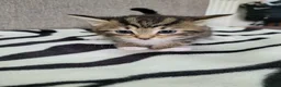 Mixed Breed cats for sale: Lovely Tabby Kittens  - Advert 9