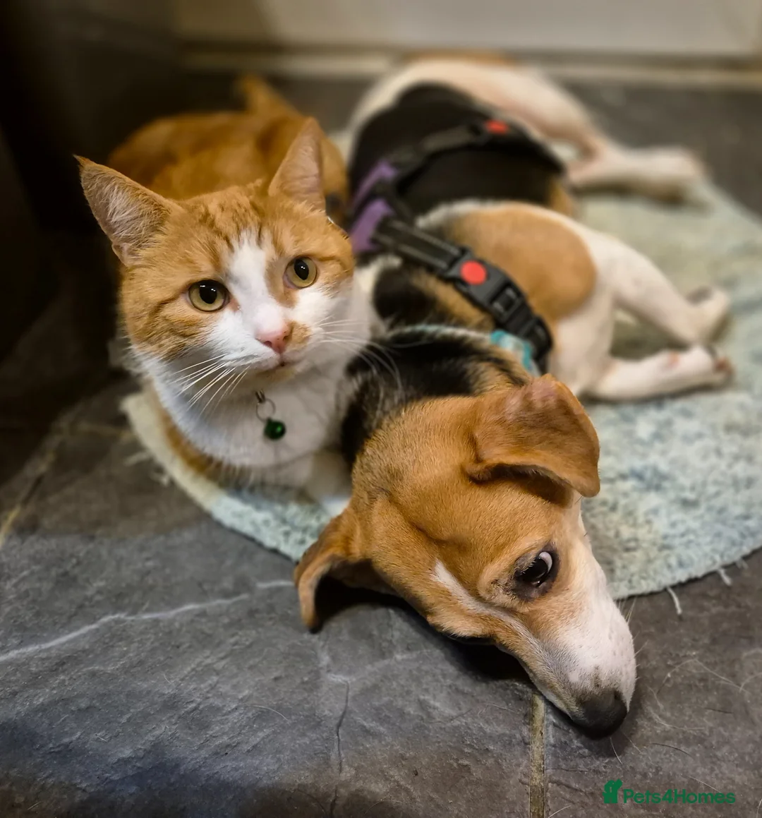 Mixed Breed dogs for sale: 3yo lakeland x jack female for new home in Coventry - Advert 2