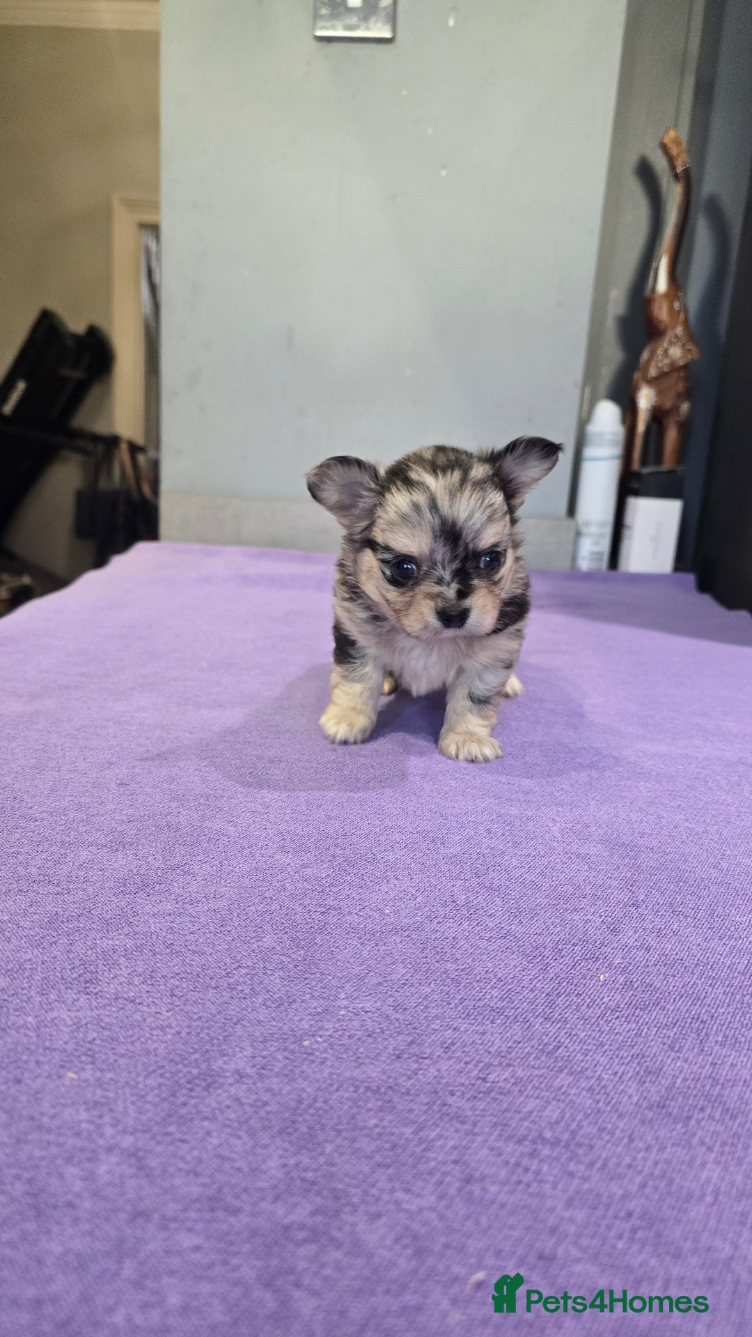 Chihuahua dogs for sale: Chihuahua puppies Russian ancestry with perfect bo - Advert 21