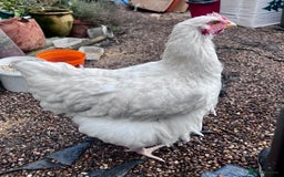 Chickens poultry for sale: Orphington lavender cuckoo  - Image 7