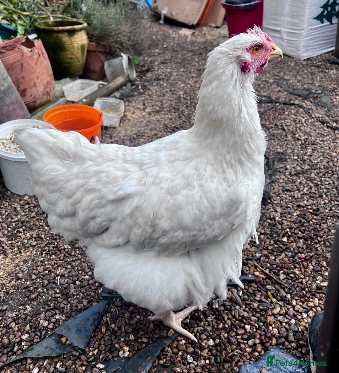 Chickens poultry for sale: Orphington lavender cuckoo  - Image 7