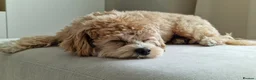 Maltipoo dogs for stud: Romeo has arrived 😍  in Brentwood - Advert 5