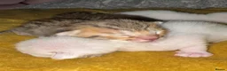 Oriental cats for sale: Two beautiful oriental boys left - Advert 5