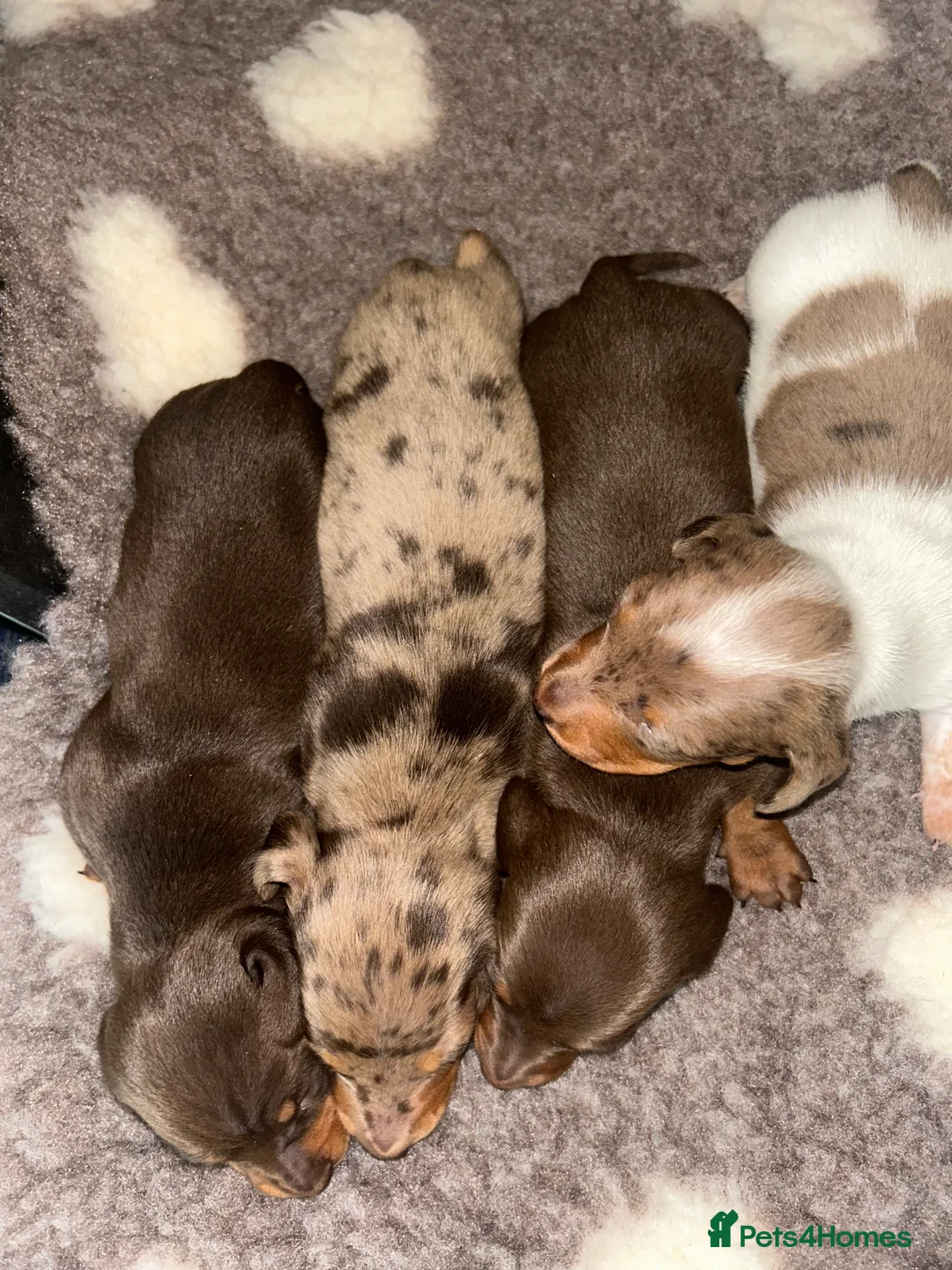 Miniature Dachshund dogs for sale: KC Registered Miniature Smooth Dachshund Puppies   - Advert 15
