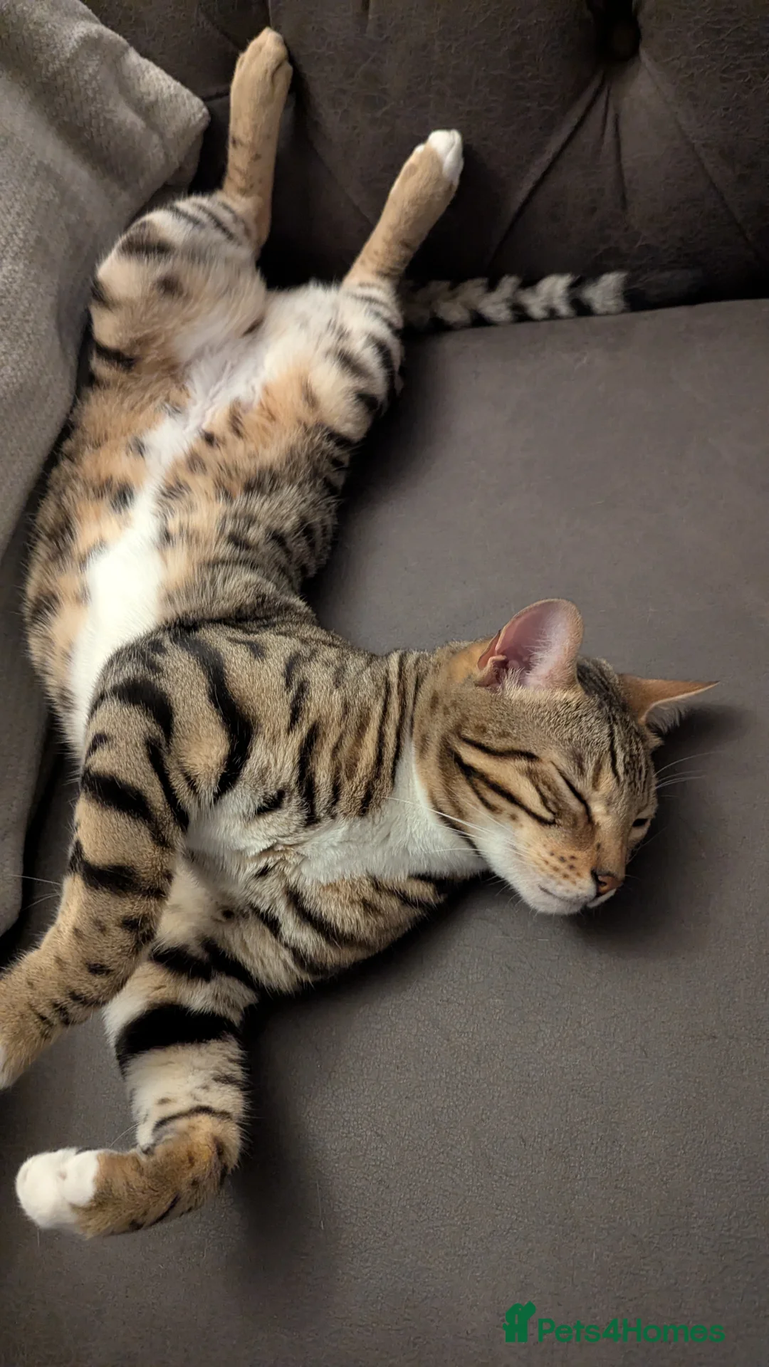 Bengal cats for sale: Adorable Bengal male for sale  - Advert 13
