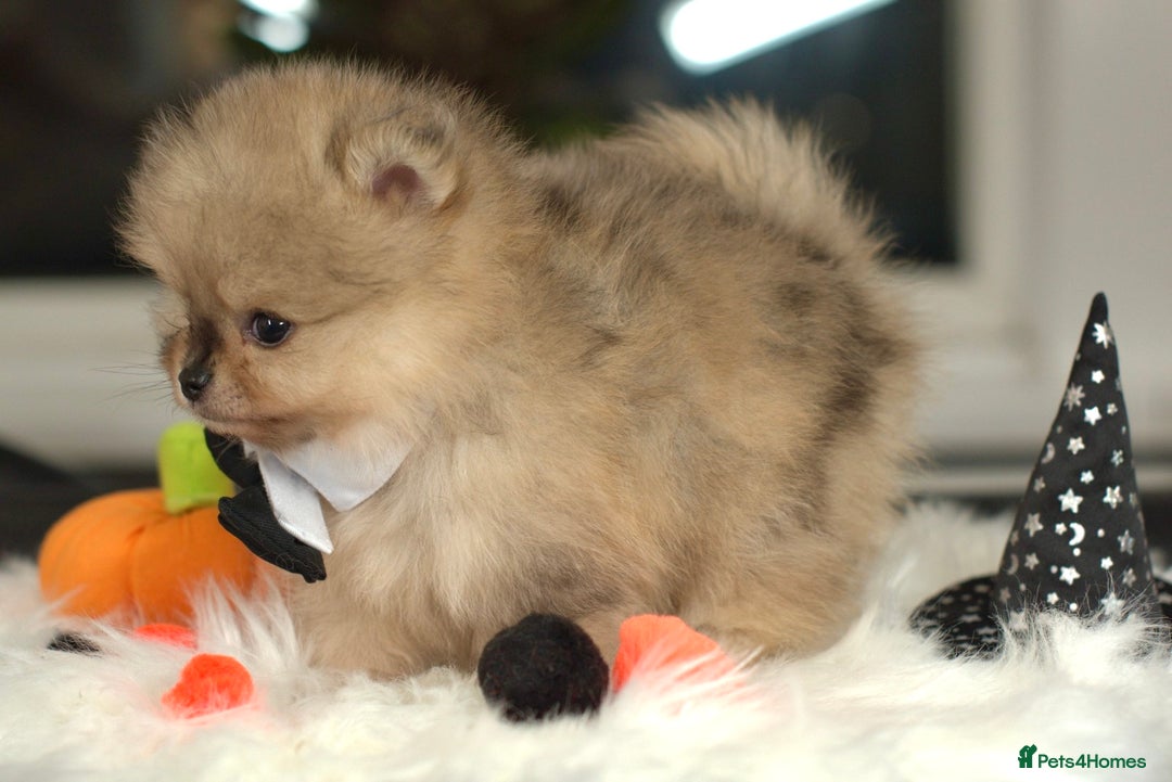 Pomeranian dogs for sale: ✨Tiny Teddy Face 🐻 KC Registered Parents ✨ - Image 3