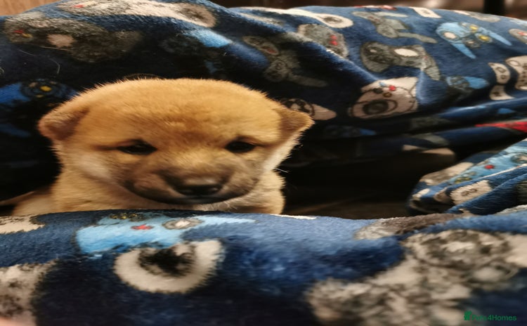 Japanese Shiba Inu dogs - Advert 1