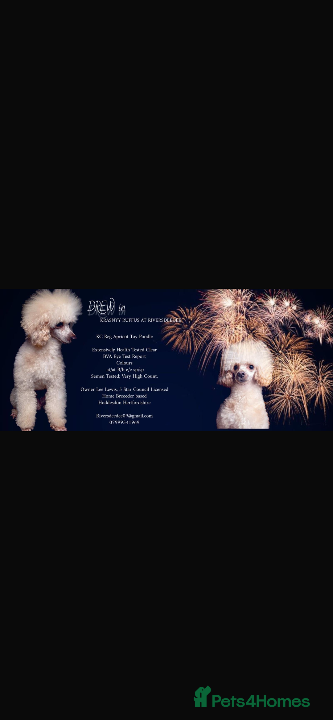 Cockapoo dogs for sale: Adorable cockapoo puppies  - Advert 5