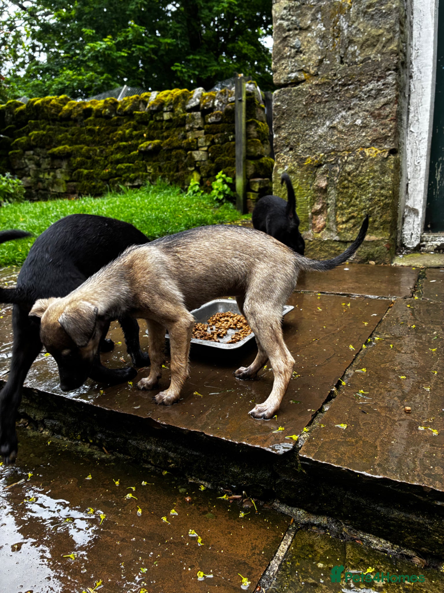 Mixed Breed dogs Ready to go! Bedlington Whippet puppies - Advert 1