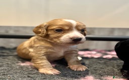 Cocker Spaniel dogs for sale: Golden KC working cocker spaniel puppies  - Image 6