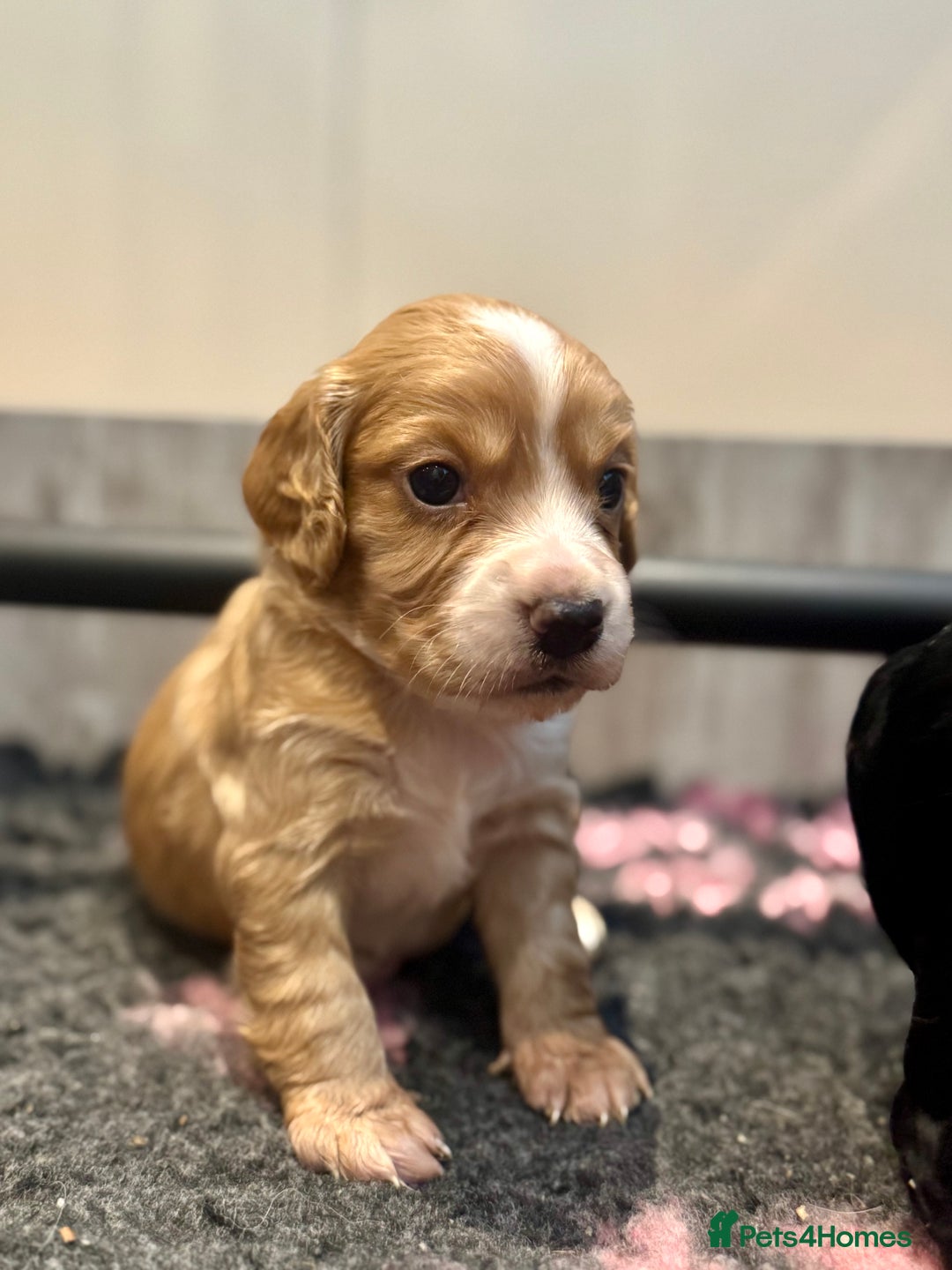 Cocker Spaniel dogs for sale: Golden KC working cocker spaniel puppies  - Image 6