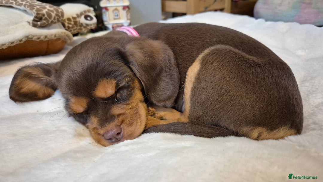 Cavapoo dogs for sale: Gorgeous 10 Week Old Cavapoo - Advert 3