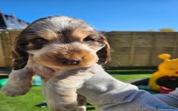 Cocker Spaniel dogs for sale: Sable Show Cocker spaniel Puppies ready now - Image 9