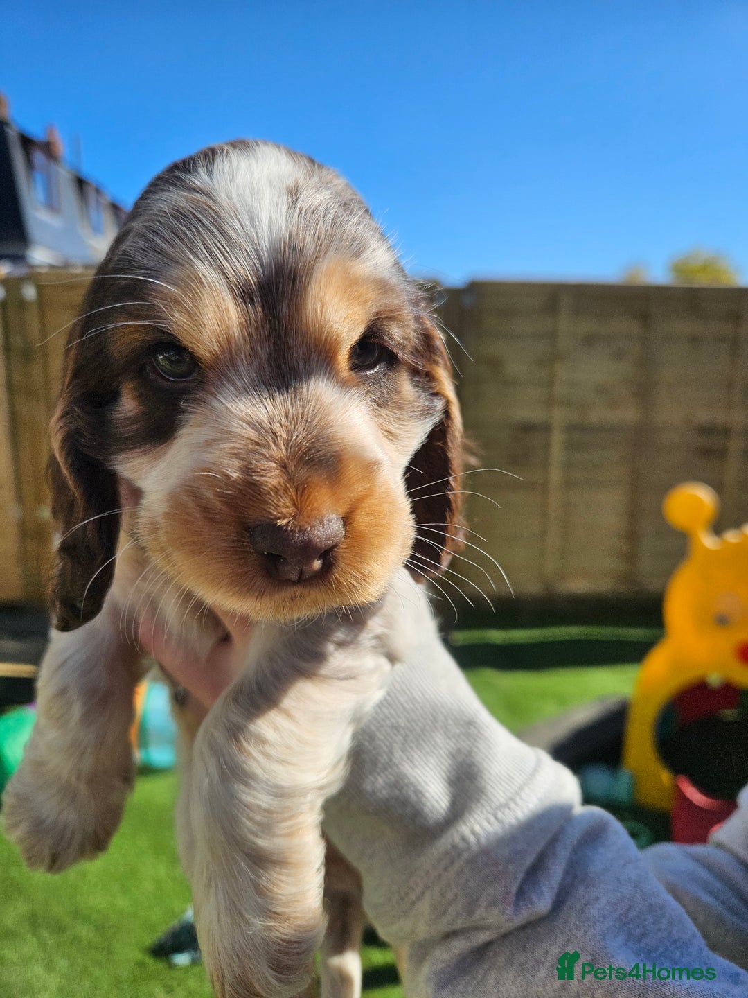 Cocker Spaniel dogs for sale: Sable Show Cocker spaniel Puppies ready now - Image 9