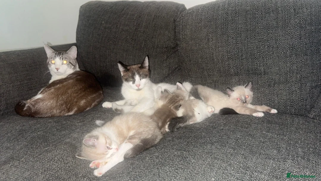 Ragdoll cats for sale: Beautiful Ragdoll Kittens - Advert 2