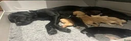 Labrador Retriever dogs for sale: 2 week old  Labrador Puppies  - Advert 3