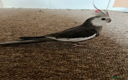 Cockatiels birds for sale: 3 Male hand reared Cockatiels  - Image 5