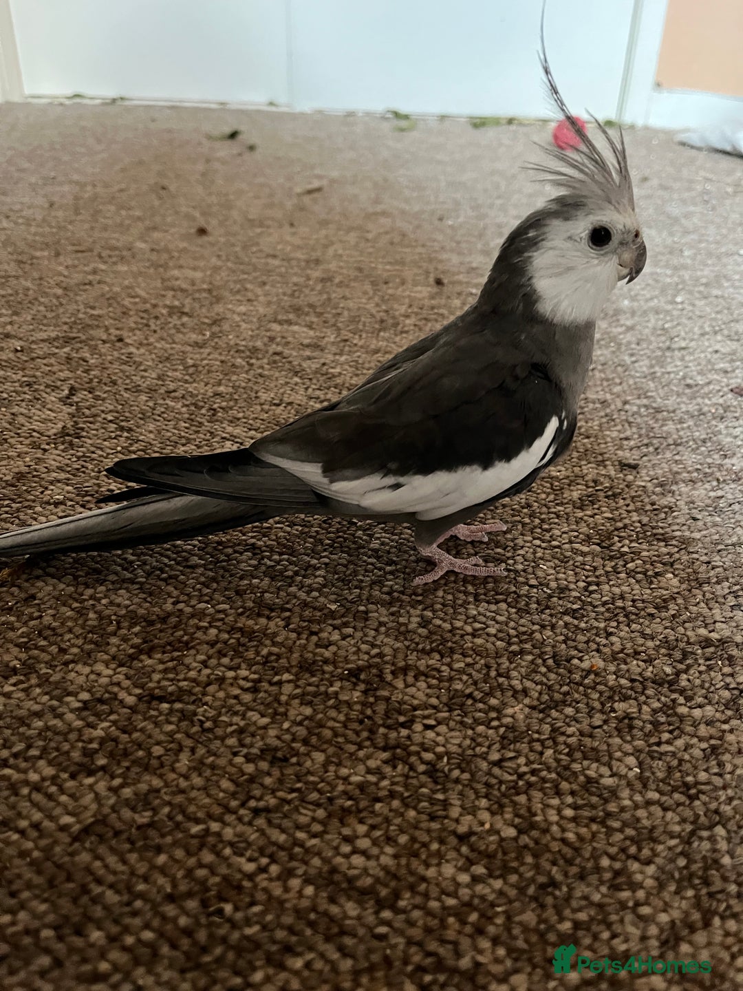 Cockatiels birds for sale: 3 Male hand reared Cockatiels  - Image 5