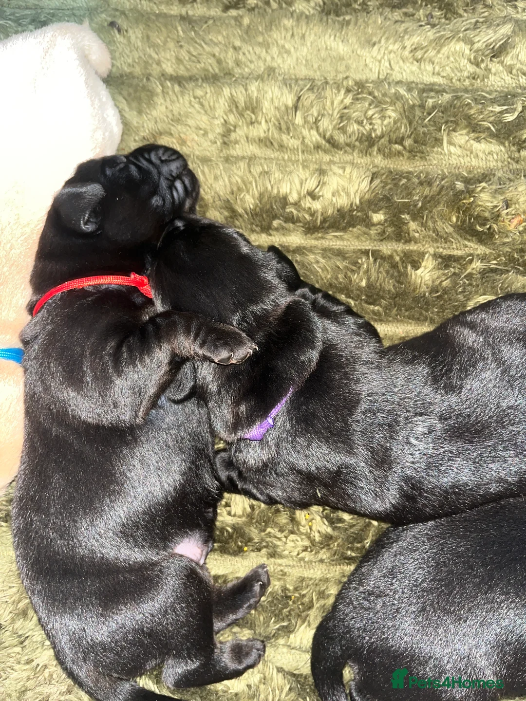 Labrador Retriever dogs for sale: Beautiful Labrador Retriever pups - Advert 12