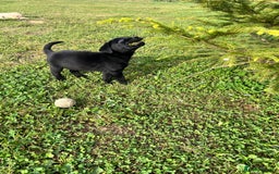 Labrador Retriever dogs for sale: Labrador Retriever Puppies  - Image 6