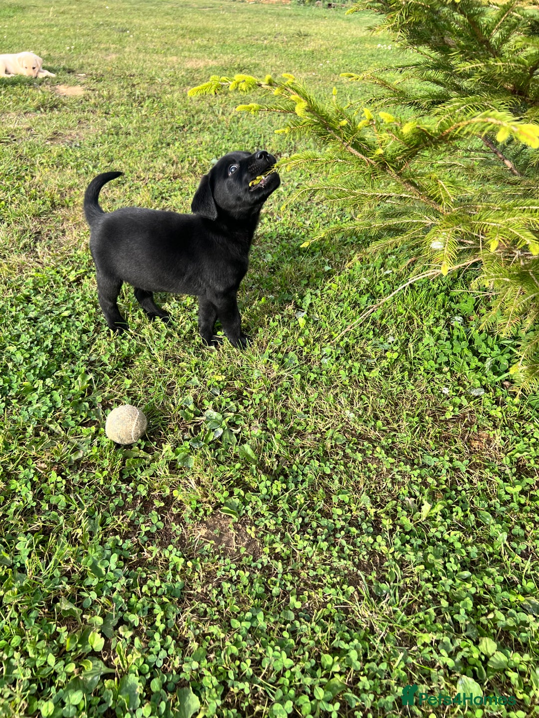 Labrador Retriever dogs for sale: Labrador Retriever Puppies  - Image 6