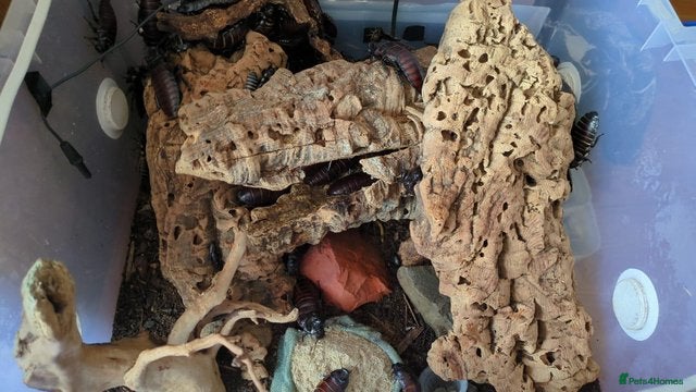 Cockroaches invertebrates for sale: Madagascan Hissing Cockroaches (hissers) - Advert 7