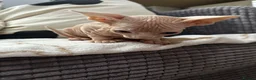 Sphynx cats for sale: Canadian Sphynx kittens READY NOW - Advert 24