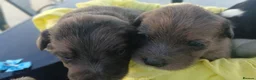Bordoodle dogs for sale: Bordoodle in Sevenoaks - Advert 21