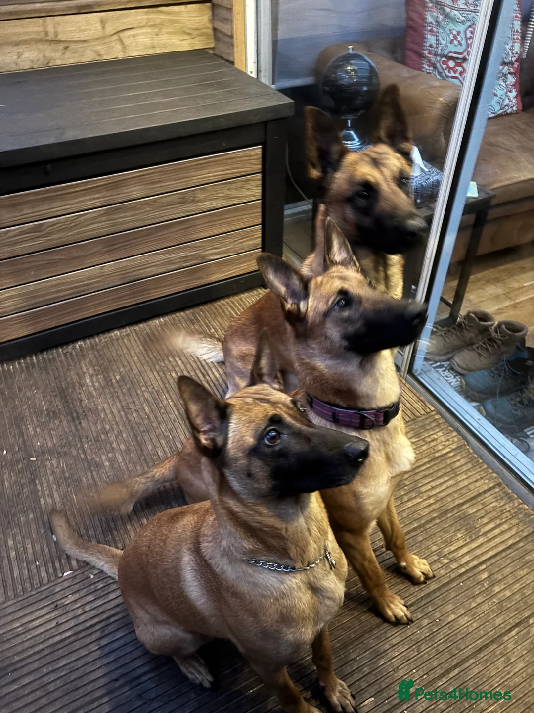 Mixed Breed dogs for sale: Malinois x GSD girl - Advert 4