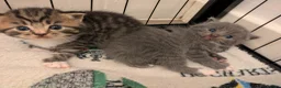 British Shorthair cats for sale: BSH cross kittens in Norwich - Advert 2