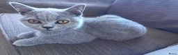 British Shorthair cats for sale: Ready to go. Gccf registered blue BSH kittens - Advert 2