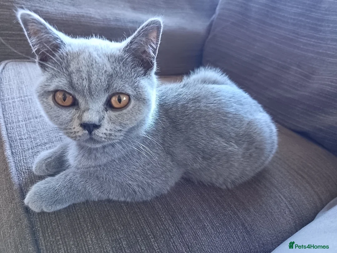 British Shorthair cats for sale: Ready to go. Gccf registered blue BSH kittens - Advert 2