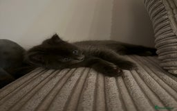 Turkish Angora cats for sale: Grey Turkish Angora Mixed Kitten - Image 3