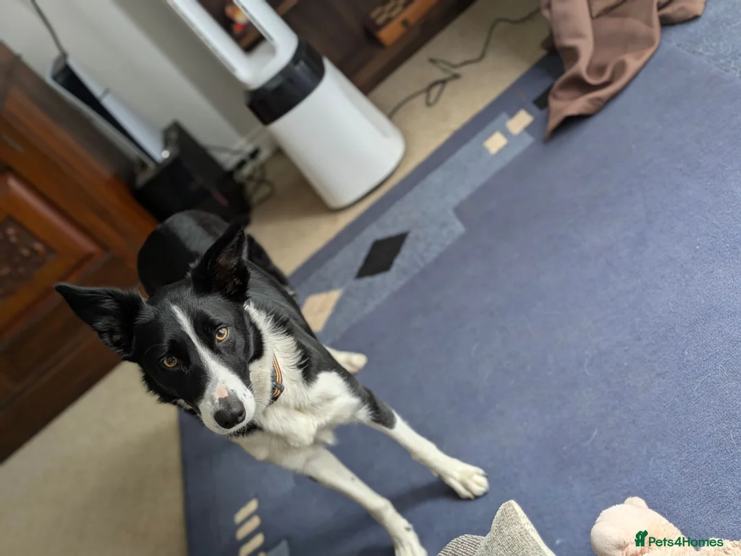 Border Collie dogs for sale: Female border collie  in Swindon - Advert 2