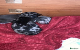 Miniature Dachshund dogs for sale: Silver Dapple Minature Dachshund  - Image 7