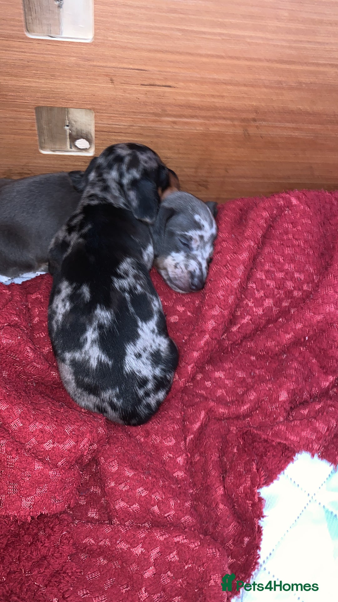 Miniature Dachshund dogs for sale: Silver Dapple Minature Dachshund  - Image 7