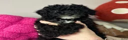 Toy Poodle dogs for sale: Toy poodle puppies READY NOW! - Advert 11