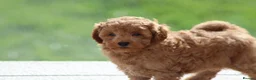 Cavapoochon dogs for sale: Cavapoochon puppies for sale Fox Red  - Advert 32