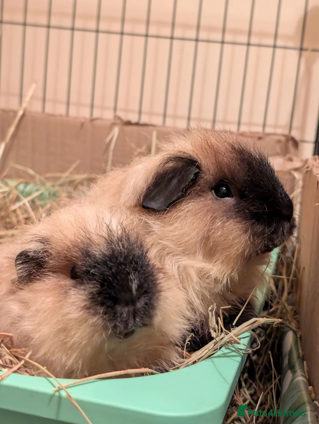 Guinea Pig rodents for sale: Duo boar Guinea pig in Leeds - Advert 1