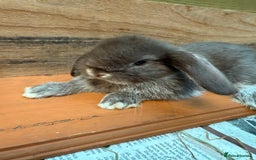 Mini Lop rabbits for sale: MINI LOP BUNNIES PEDIGREE  - Image 39