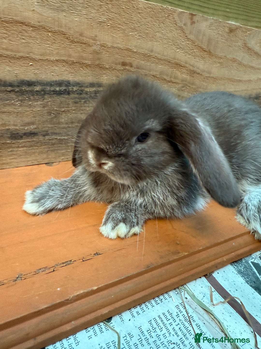 Mini Lop rabbits for sale: MINI LOP BUNNIES PEDIGREE  - Image 39