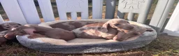 Miniature Dachshund dogs for sale: Miniature dachshund puppies  - Advert 5