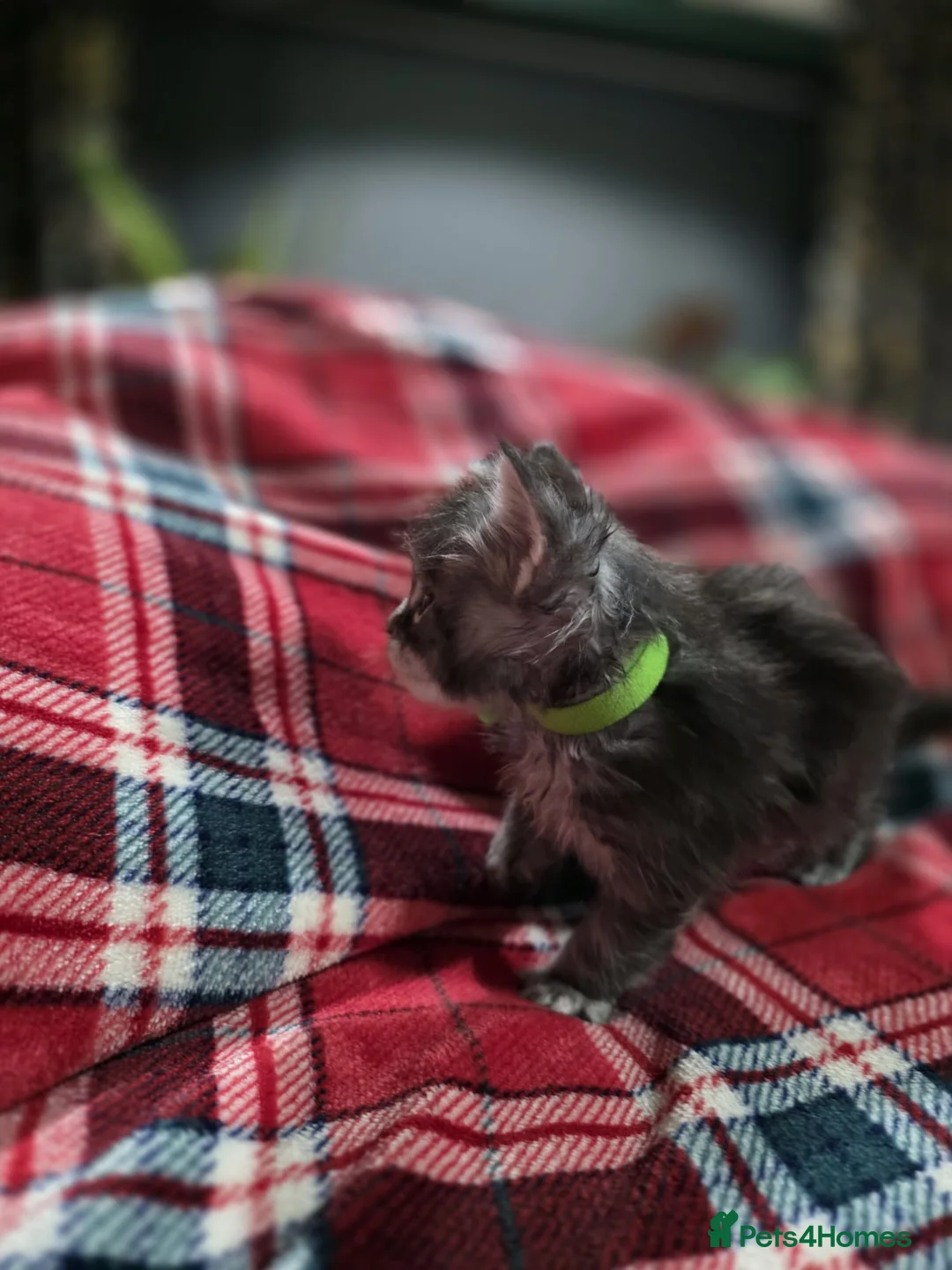 Maine Coon cats for sale: TICA registered Russian lineage Maine coon kittens - Advert 14