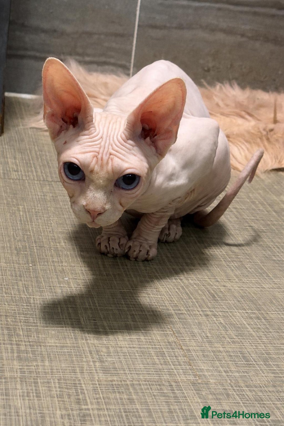Sphynx cats for sale: Beautiful pure hairless sphynx kitten - Advert 1
