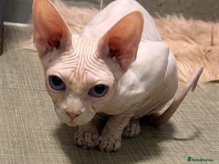 Sphynx cats Beautiful pure hairless sphynx kitten - Advert 11