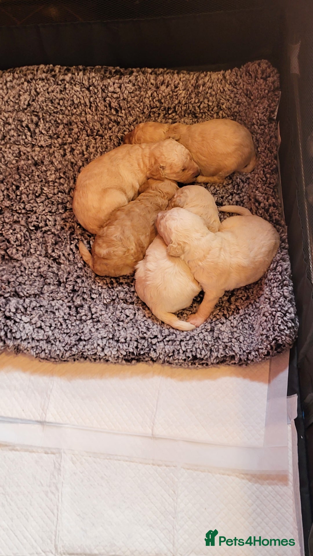 Mixed Breed dogs for sale: Cockapoo cross puppies  - Image 8