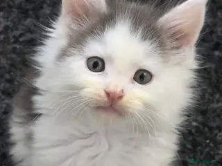 Maine Coon cats STUNNING MAINE COON KITTENS - Advert 15