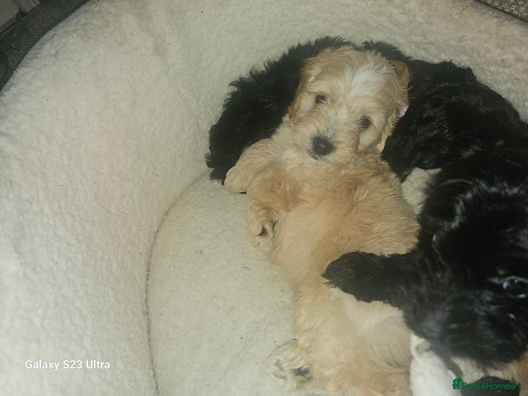 Cockapoo dogs for sale: Beautiful cockapoo babies!  - Image 2