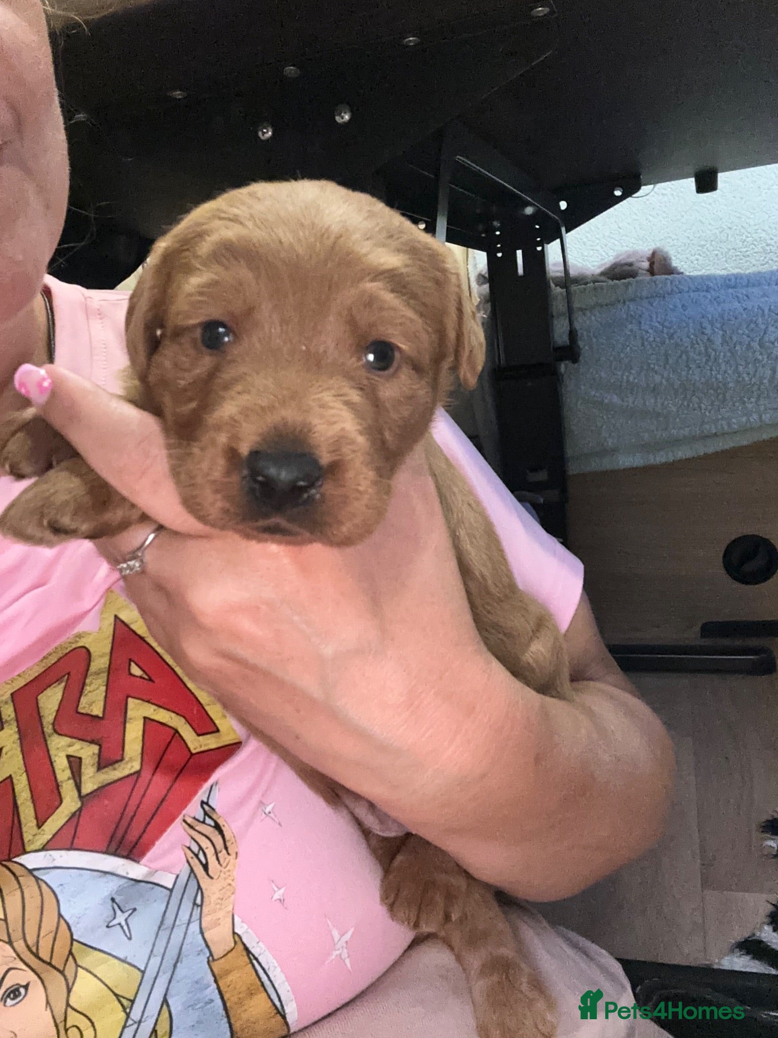 Labradoodle dogs Gorgeous Little labradoodle Boy Ready Soon - Advert 1
