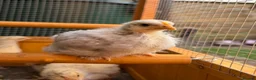 Chickens poultry for sale: Pekin bantams - Advert 24